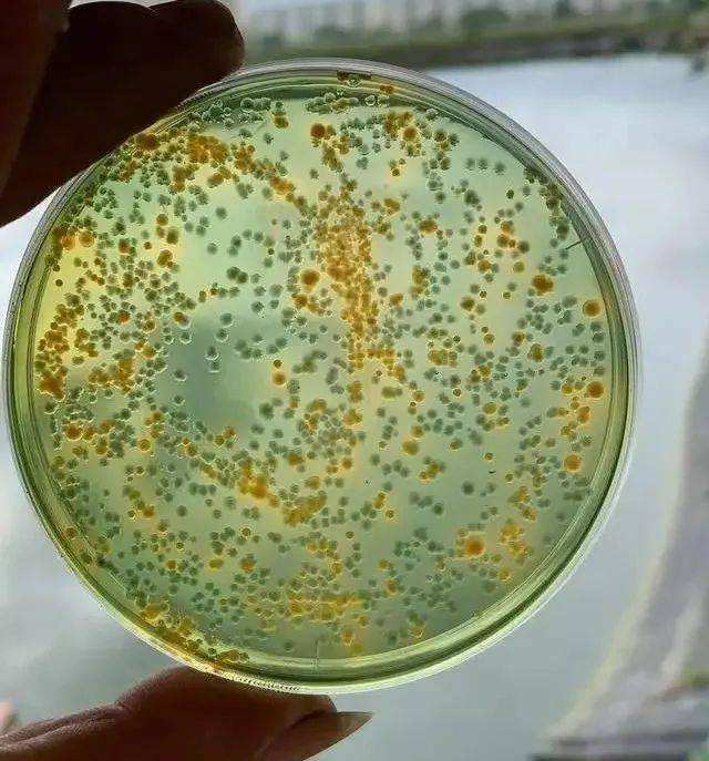 南美jbo弧菌的危害和控制