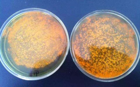对虾弧菌病的危害和防治，菌相平衡最关键