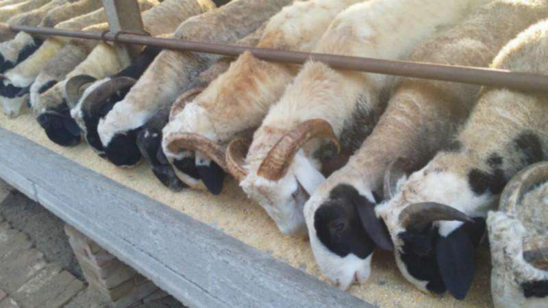 肉羊育肥