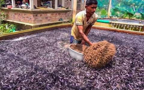 生物发酵饲料富营养、低蛋白，配合高蛋白饲料，降低水产养殖成本