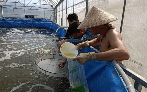 对虾日投几餐最合适？少食多餐提饲料利用率，减少公孙虾