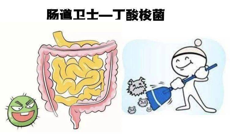 丁酸梭菌——肠道卫士,四大作用助力养殖业
