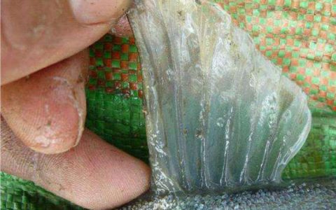 鱼虾气泡病的病因、诊断和防治