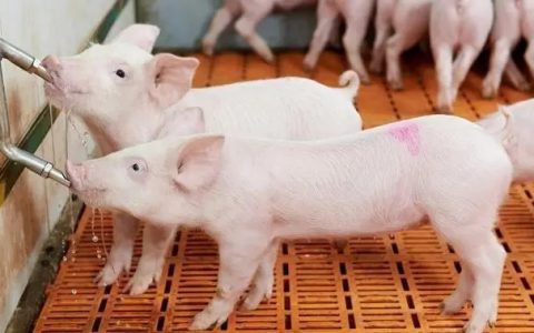 猪场饮水系统的选择、安装和管理