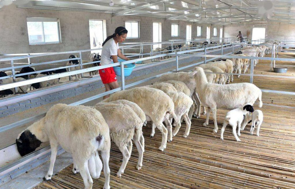 羊群提升繁殖力四措施，科学管理增效增收