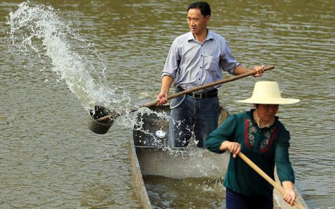 消毒剂在水产养殖中高效、安全使用，病死鱼勿乱扔