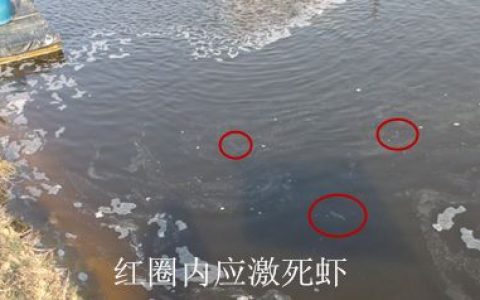 对虾夏季抗应激，日常管理要点和用药