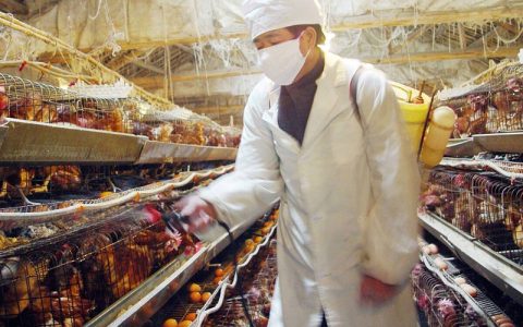 鸡群管理五不宜，换料、消毒有禁忌