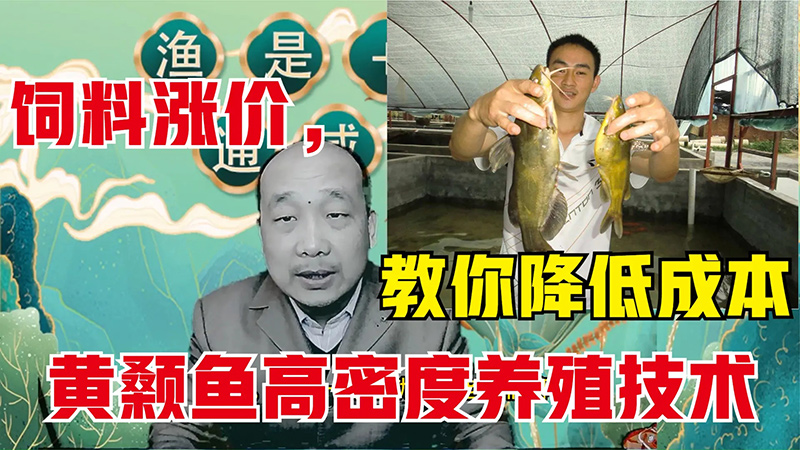 黄颡鱼高密度养殖