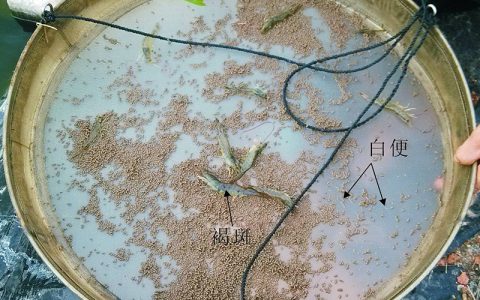 对虾养殖投料+巡塘，料台四看识虾病
