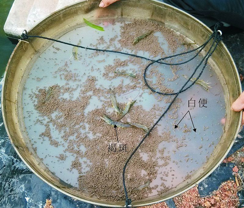 对虾料台