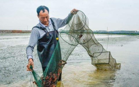 小龙虾养殖水体管理原则，水质调节：消毒如何培菌？