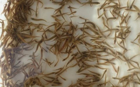 泥鳅苗投放六要点，缓苗、饱食…，提高成活率