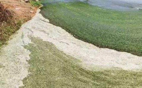 蓝藻暴发的危害、预防和处理方案