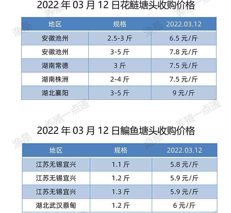 2022.03.12，花鲢、鳊鱼价格。