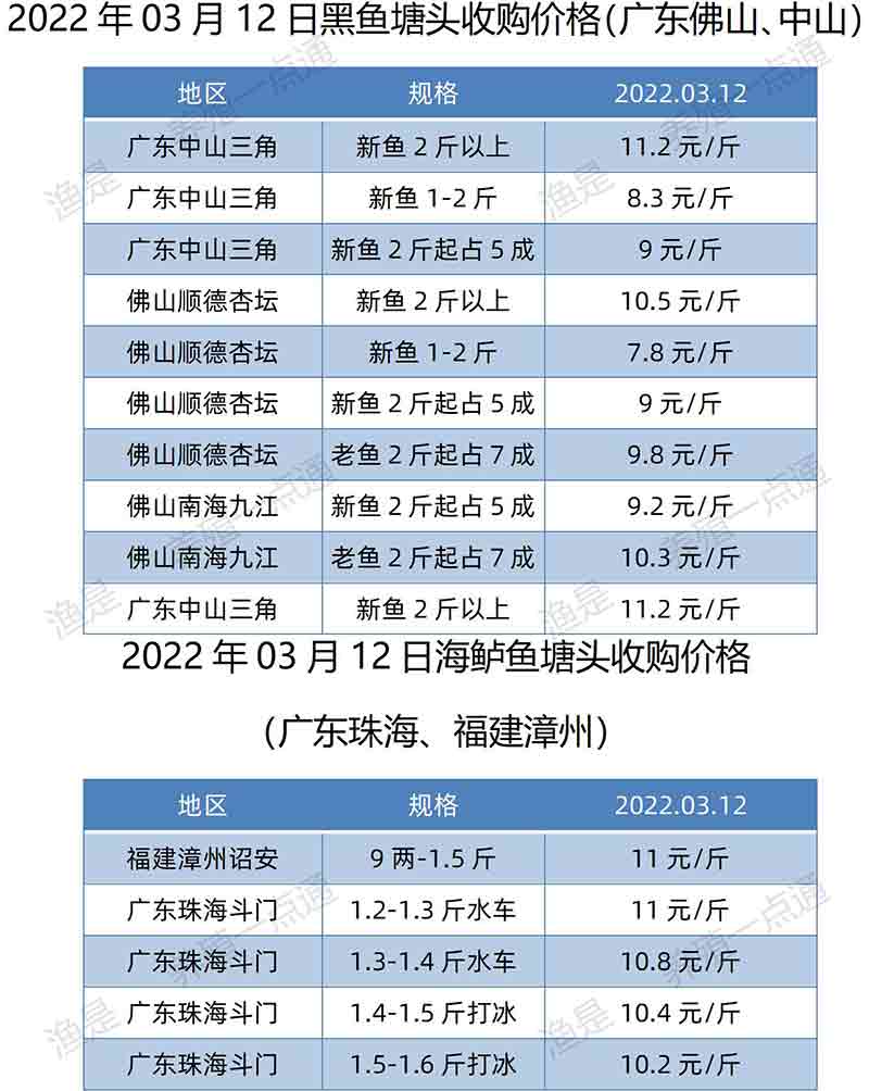 2022.03.12，黑鱼、海鲈价格。