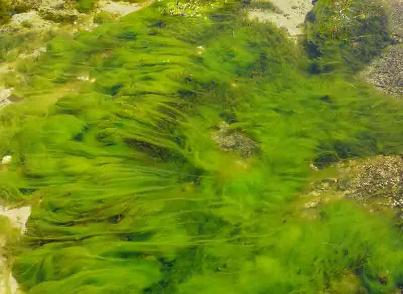水绵藻