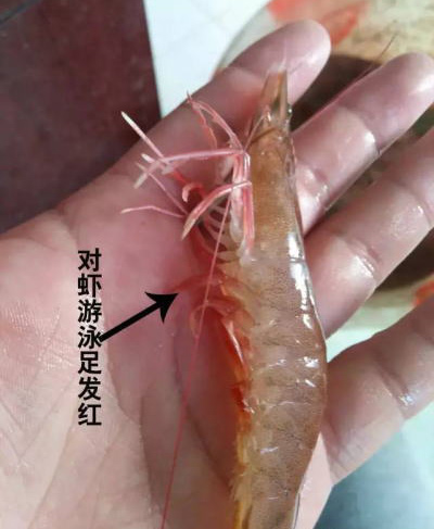 对虾弧菌病