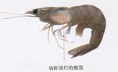南美白对虾弧菌病的危害和防治，管控塘底是关键
