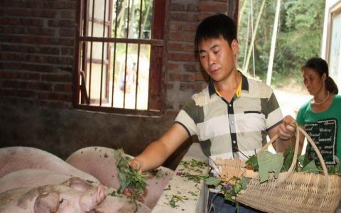 生饲料养猪的七个优点，精粗分开、喂前消毒防猪瘟