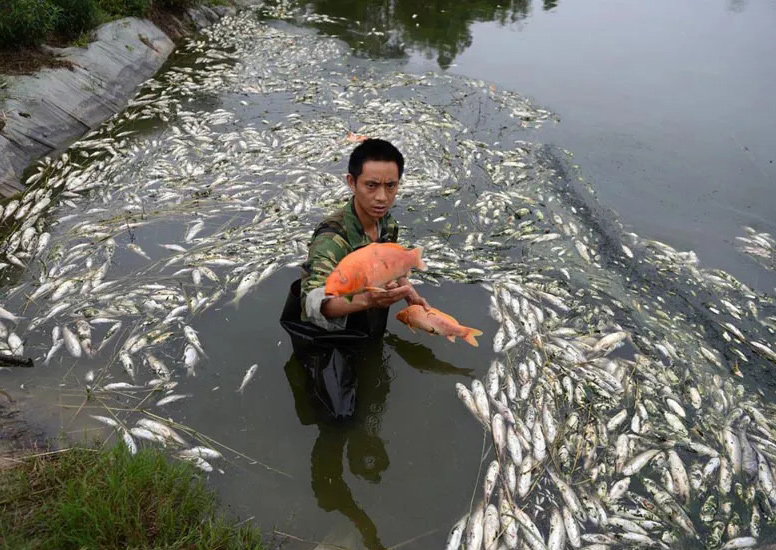 鱼塘死鱼数千斤，疑为上游泡菜厂偷排污水所致，索赔很困难。