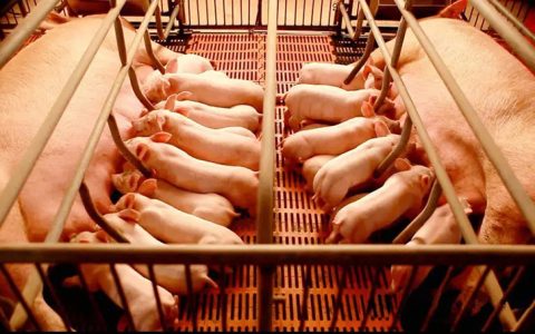 养猪深度亏损，母猪销量差，价格有回暖可能性有多大？