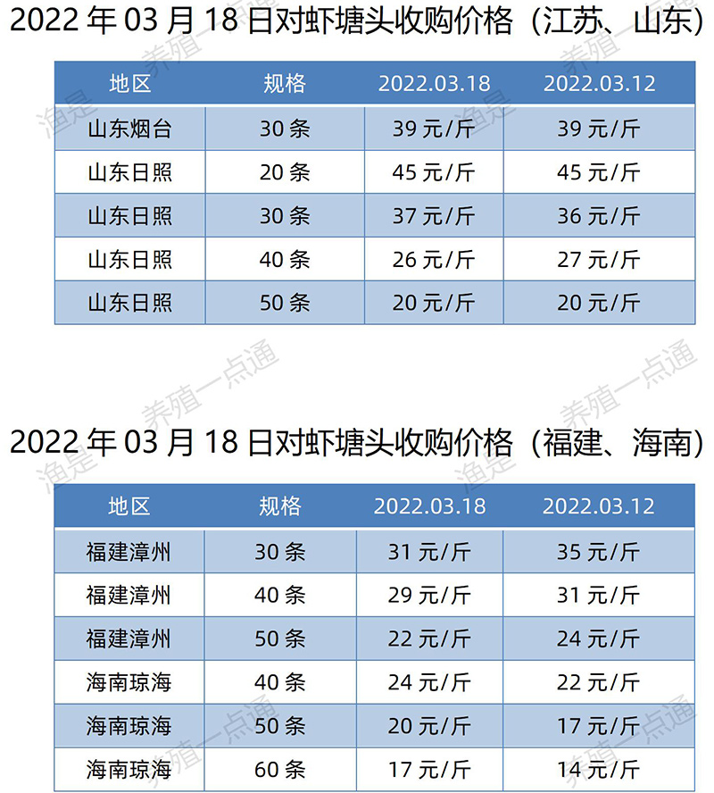 2022.03.18，对虾塘头价1