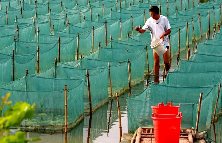 网箱浅塘养殖黄鳝十要点，投喂活食，配套蚯蚓养殖效益高