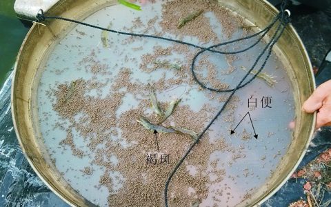 对虾料台的位置和作用，对虾养殖成功少不了