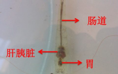 对虾巡塘看什么？怎么看？