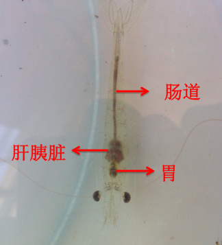 对虾巡塘看什么？怎么看？