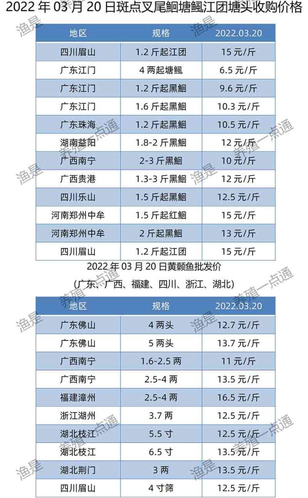2022.03.20，斑点叉尾鮰、黄颡鱼塘头收购价。