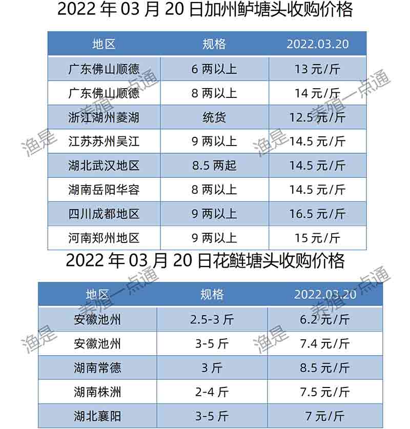 【渔是特约】2022.03.20，罗非鱼、斑叉、黄颡、加州鲈、花鲢、鳊鱼、草鱼、鲫鱼、鲤鱼、黑鱼、海鲈、鳜鱼，塘头收购价