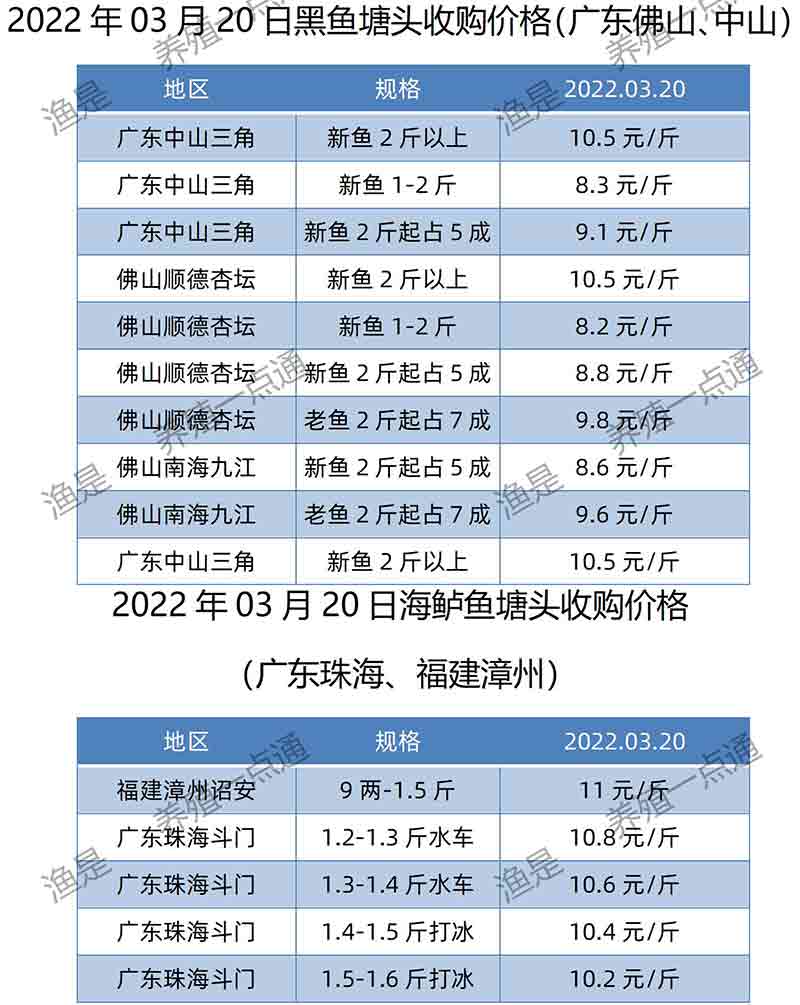 2022.03.20，黑鱼、海鲈塘头收购价。