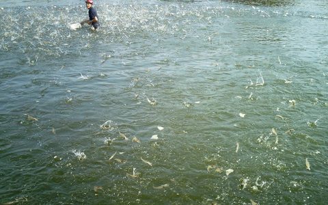 8、9月对虾养殖管理要点：调水、投料+防病