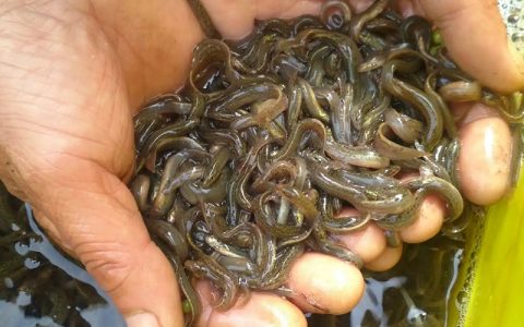 鳅苗成活率提升七招，清塘、肥水、拉网…，做好每个环节