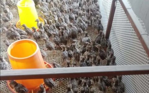 肉用鹧鸪分阶段养殖，温湿度、光照实时调整效益高