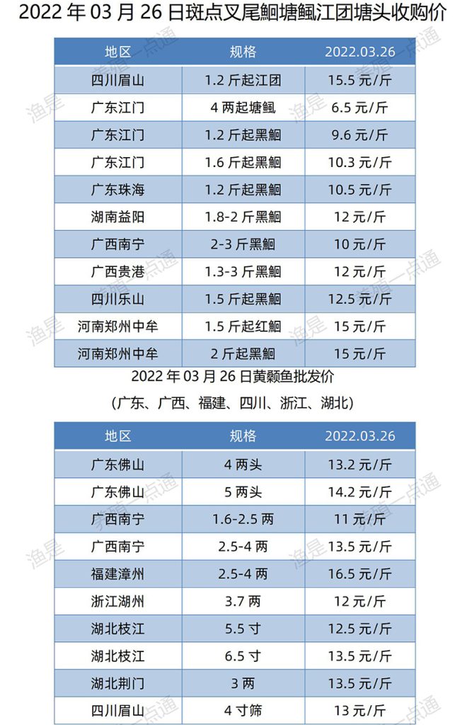 2022.03.26，斑点叉尾鮰、黄颡鱼塘头收购价。