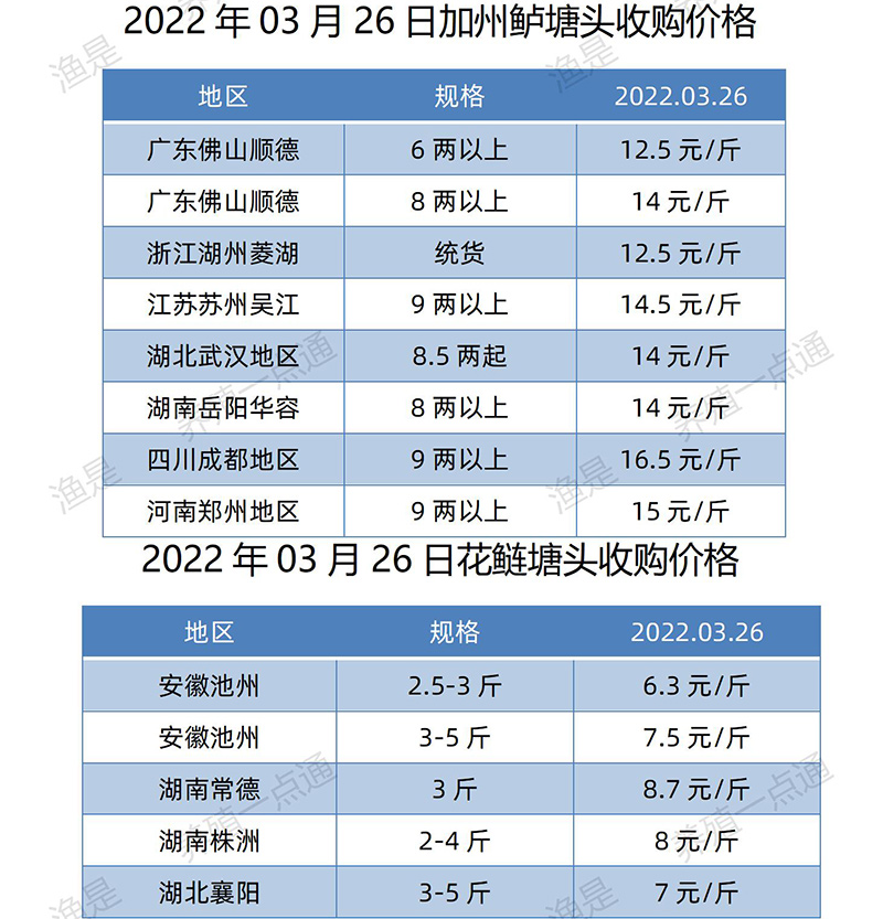 2022.03.26，加州鲈、花鲢塘头收购价。