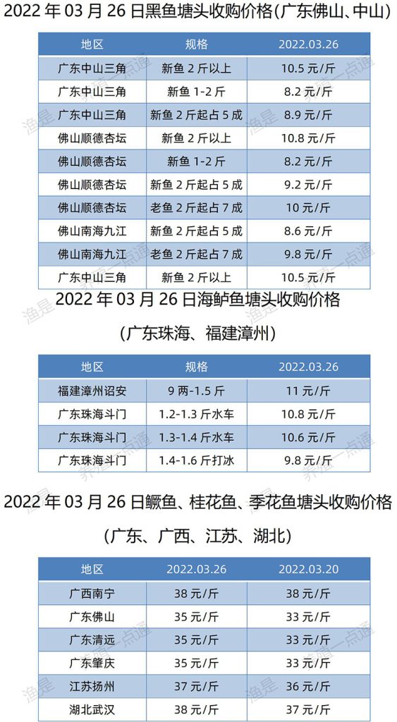 2022.03.26，黑鱼、海鲈、鳜鱼塘头收购价。