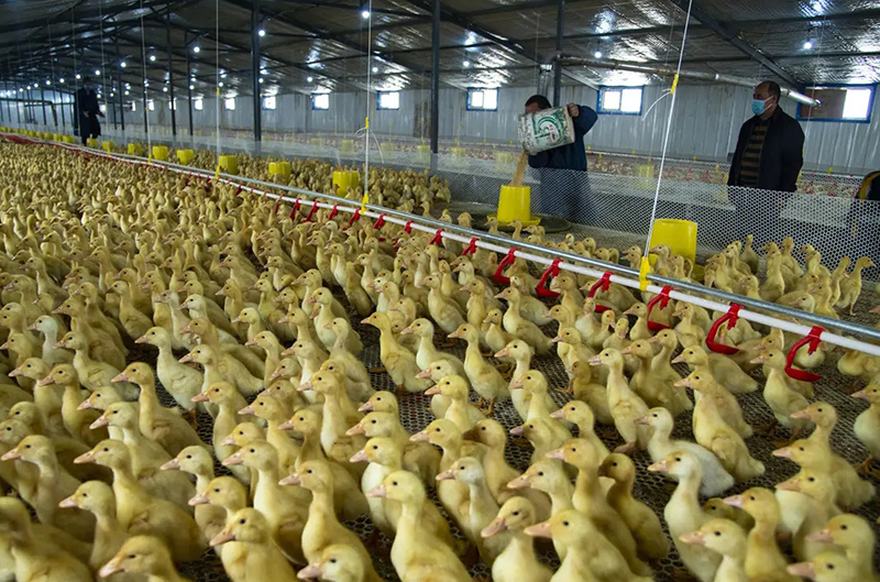 肉鸭养殖省料增效六法，品种优良还不够