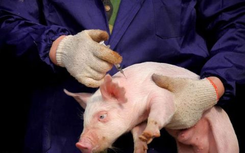 猪用疫苗接种必打和非必打和注意事项，副反应属正常