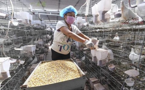 肉鸽规模化养殖管理七要点，鹌鹑、鹧鸪经济禽类前景看好