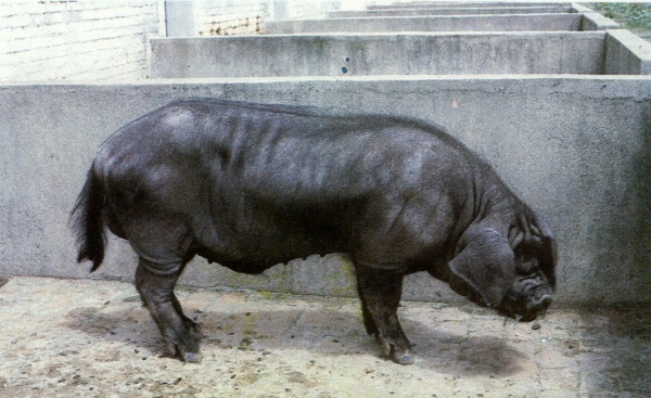 东串猪（公）