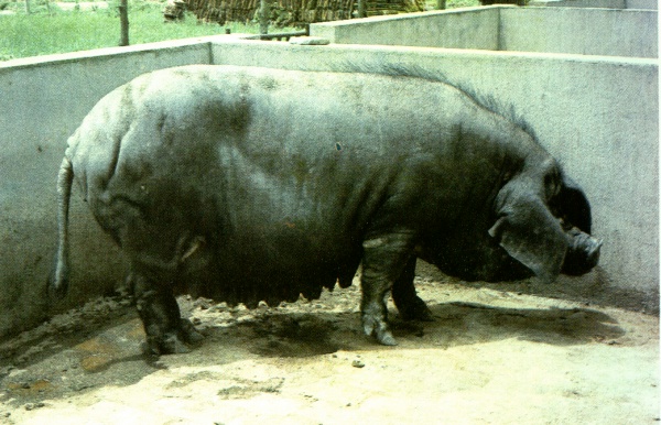 东串猪（母）