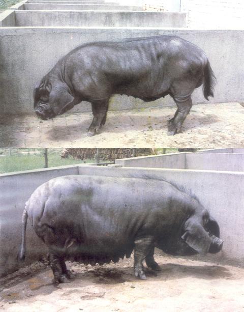 东串猪