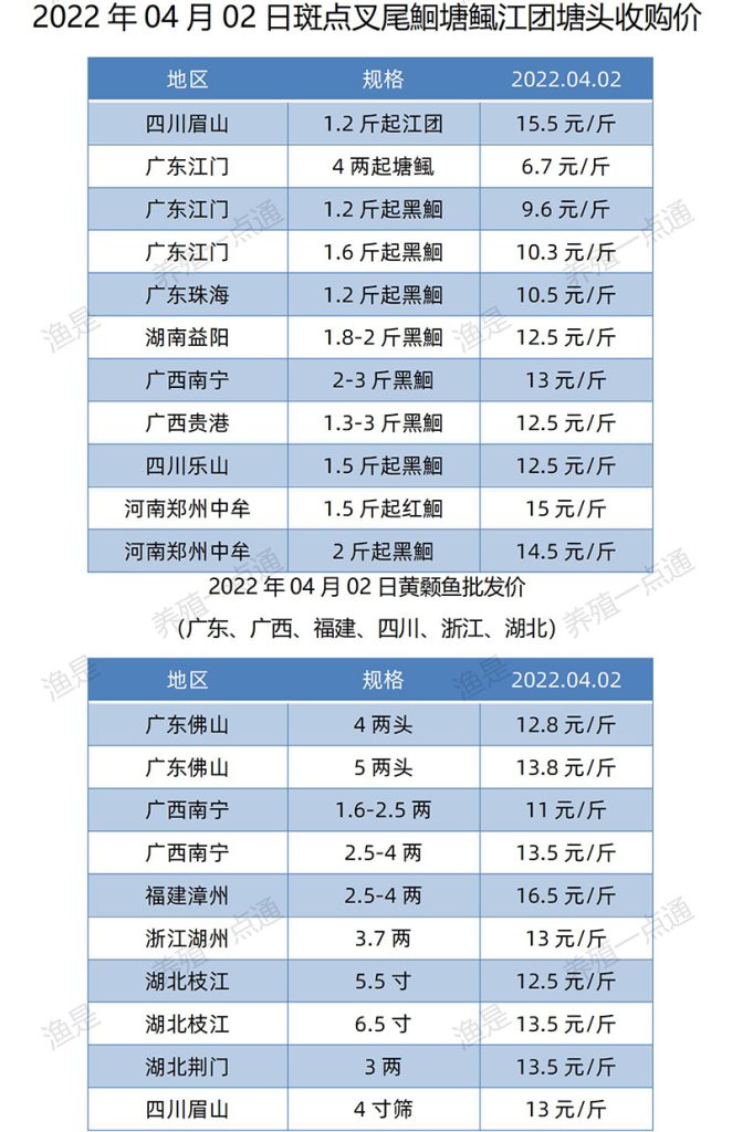 2022.04.02，斑点叉尾鮰、黄颡鱼塘头收购价。