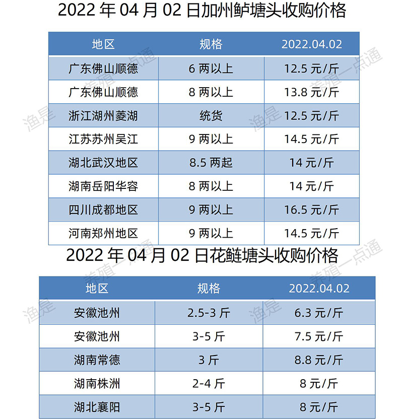 2022.04.02，加州鲈、花鲢塘头收购价。