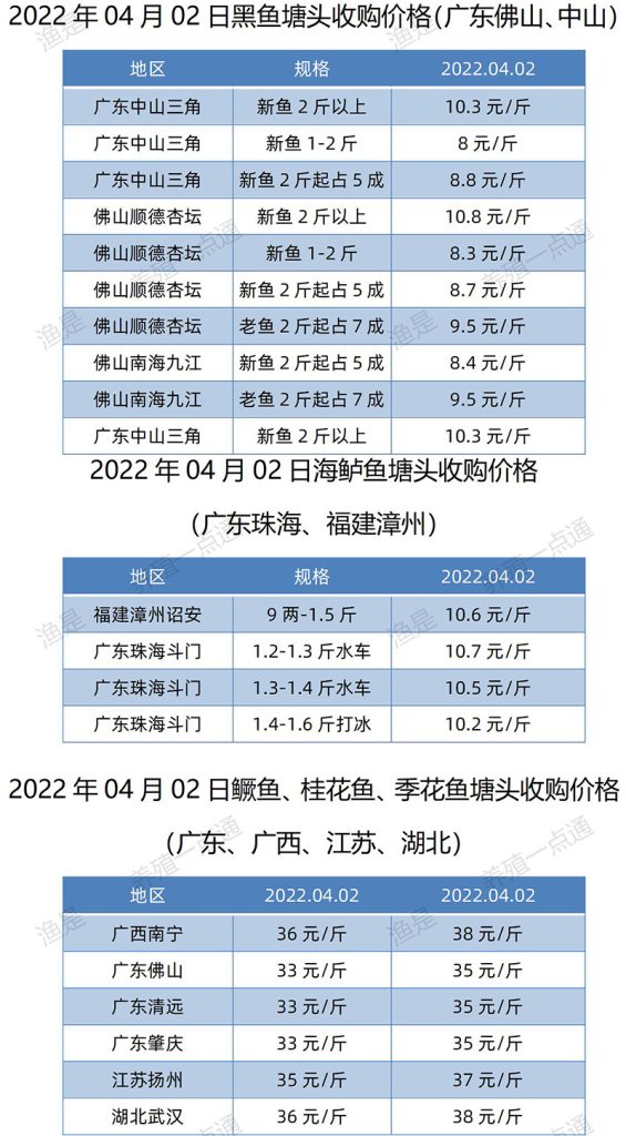 2022.04.02，黑鱼、海鲈、鳜鱼塘头收购价。