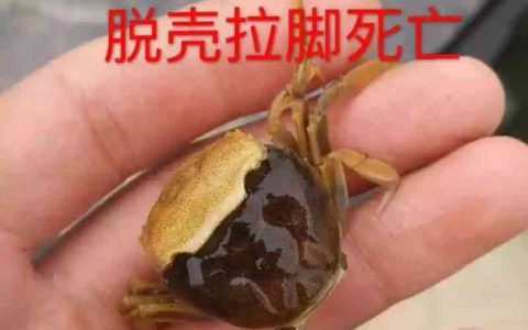 河蟹蜕壳管理五要点，1、2壳决定产量